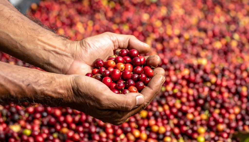 Graines de café juste après la cueillette