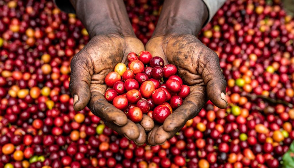 Le café de spécialité : un sujet complexe et passionnant !