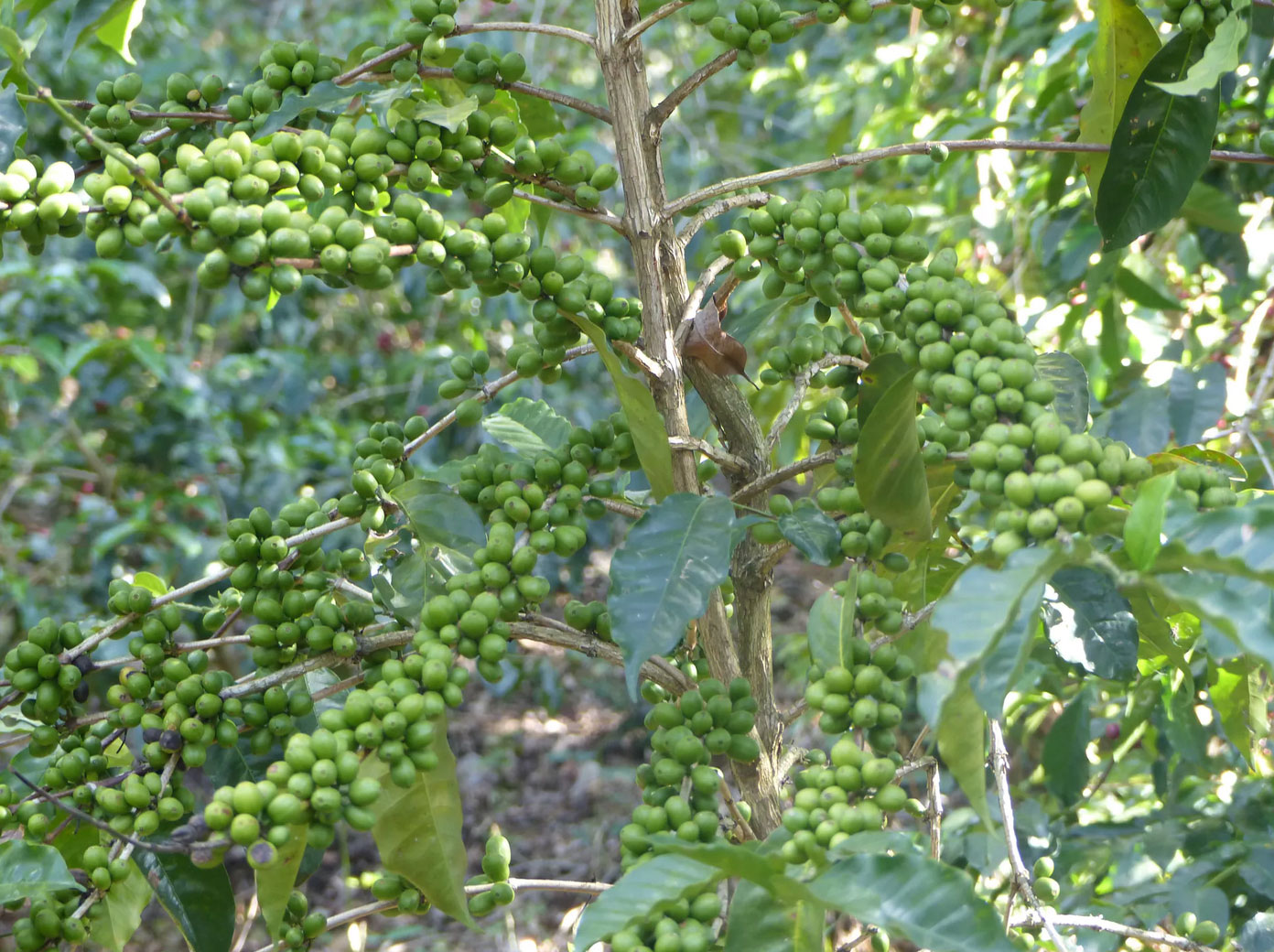 Arbuste coffea arabica