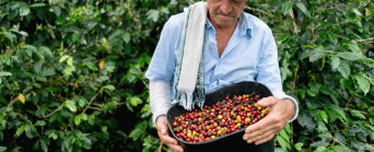 Les origines du café Colombien 